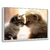 Quadro Decorativo Gatos 643410787 - comprar online