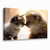 Quadro Decorativo Gatos 643410787