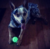Bola Borracha Max Glow - Chuckit na internet