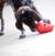 Kong Wobbler - Dispenser de alimento - MUNDOG SHOP