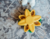 Imagem do Comedouro Funcional - SmartyPaws - Puzzler Sunflower - ZippyPaws