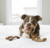 Imagem do Benebone Wishbone - Bacon