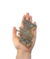 Patas de Jacaré - 100g - Luv - comprar online