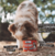 Super Powder - Saborizante para cães e gatos - 210g - The Hungry - comprar online
