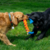 Brinquedo para cabo de Guerra - Kong Rope Rally Stick - M - comprar online
