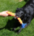 Brinquedo para cabo de Guerra - Kong Rope Rally Stick - G - comprar online