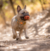 Bolinha Air Fetch - M - Chuckit! na internet