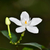 LIMA X12 - comprar online