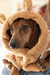 Buzo Hoodie Bear Camel - Donis Pet Store