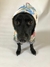 Banner de Donis Pet Store