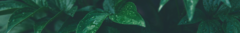 Banner de la categoría CUIDADO CAPILAR