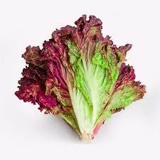 Lechuga en internet