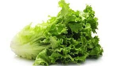 Lechuga - comprar online
