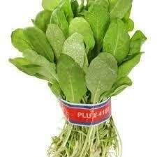Rucula