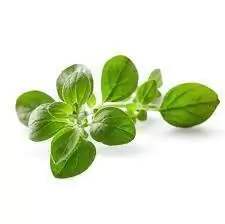 Albahaca