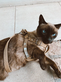 Set London Petlife Gold - comprar online