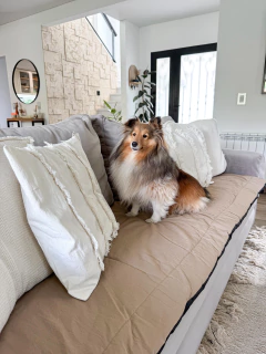 Pillow Atenas Arena en internet