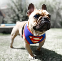 Pretal Top Models - tienda online