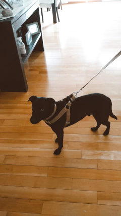 Correa London Petlife Gold - PETLIFE STORE