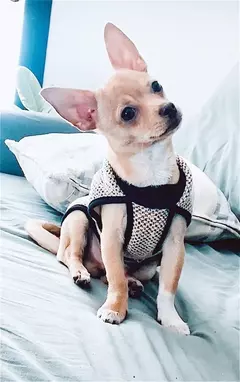 Chaleco Praga en internet