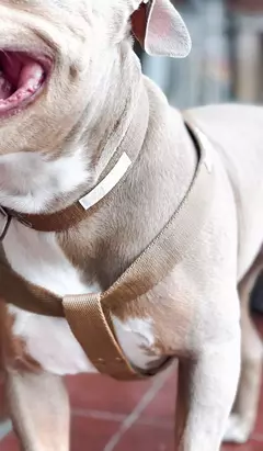 Set London Petlife Gold + Cinturon en internet