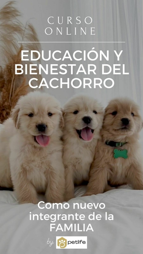 CURSO ONLINE: EDUCACIÓN Y BIENESTAR DEL CACHORRO