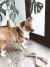 Imagen del carrusel PETLIFE STORE