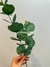 Haste de Eucalipto - Toque Real - OLIVE HOME Curadoria