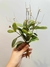 Ramalhete Folhagem com Semente - comprar online