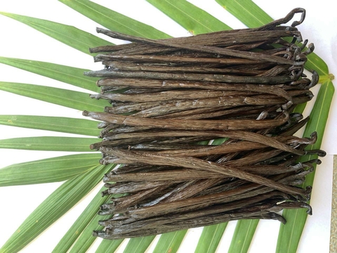 Fava de Baunilha (Vanilla Planifolia) 10 Unidades, Direto do Produtor Orgânica 100% Natural - comprar online