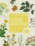 Cultivar plantas aromaticas
