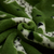 POLAR SOFT ESTAMPADO (CORAL) - VARIANTE 204 - comprar online