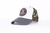 GORRA TKSN STAR (GR0) / TGOR-00029