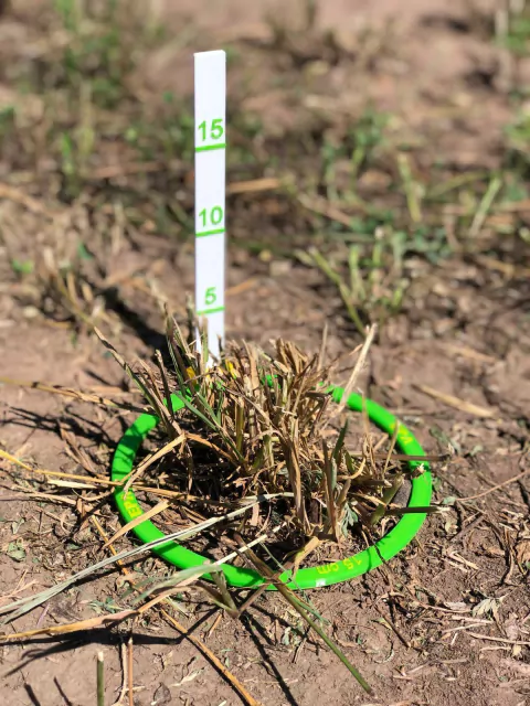 Medidor de malezas - comprar online