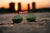 Ray Ban Octagonal Marco GOLD lente Green en internet