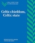Celtic Chiefdom, Celtic State - Autor: Bettina Arnold And D. Blair Gibson (1995) [usado]