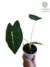 Alocasia 'Frydek' P