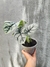 Alocasia 'Silver Dragon' M na internet