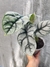 Alocasia 'Silver Dragon' M