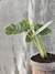 Alocasia 'Silver Dragon' M - comprar online
