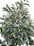 Ficus benjamina 'Frozen' na internet