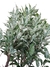 Ficus benjamina 'Frozen' - Folhas Raras