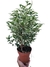 Ficus benjamina 'Frozen' - comprar online