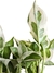 Epipremnum n'joy - Folhas Raras