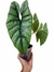 Alocasia heterophylla 'Corazon' na internet