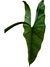 Alocasia heterophylla 'Silver' - Folhas Raras
