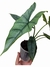 Alocasia heterophylla 'Silver' na internet