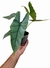 Alocasia heterophylla 'Silver' - comprar online
