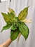 Aglaonema 'Frozen Green'