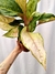 Aglaonema 'Frozen' - comprar online
